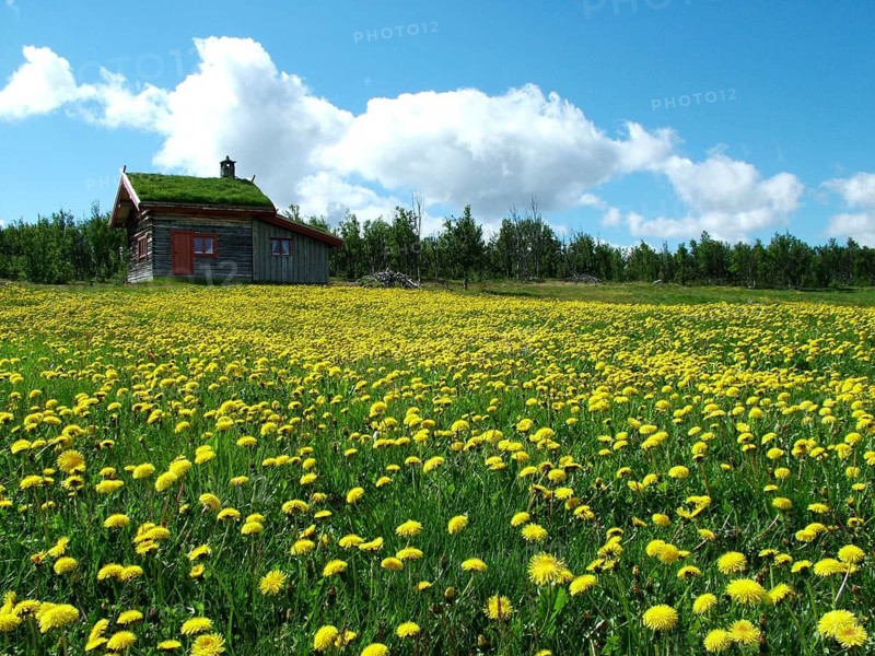 Geography, travel, grass roof, house, Uvdal, dandelion meadow, flowers, Norway. Geography, Travel, Wood, Roof with Gras, Old House, Meadow with Flowers, Norway, Norway