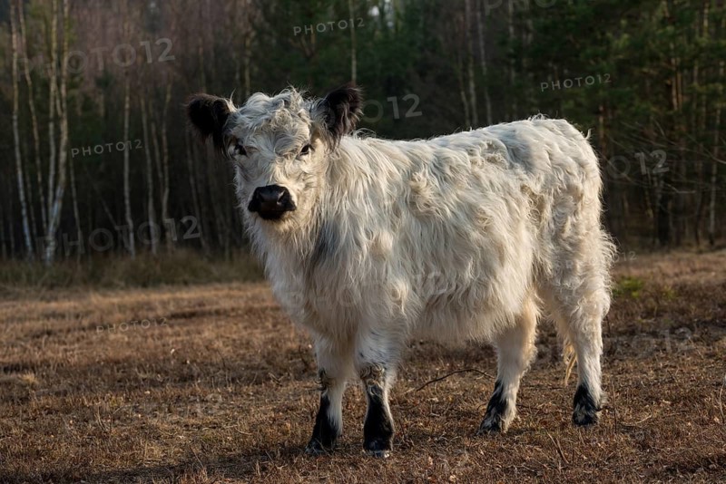 Artiodactyla, Bos Taurus sspec.4, cattle, even-toed ungulate, galloway cattle, galloway cattle, cloven-hoofed, domesticated animals, extensive grazing, pet, heather care, mammals, cattle, mammals