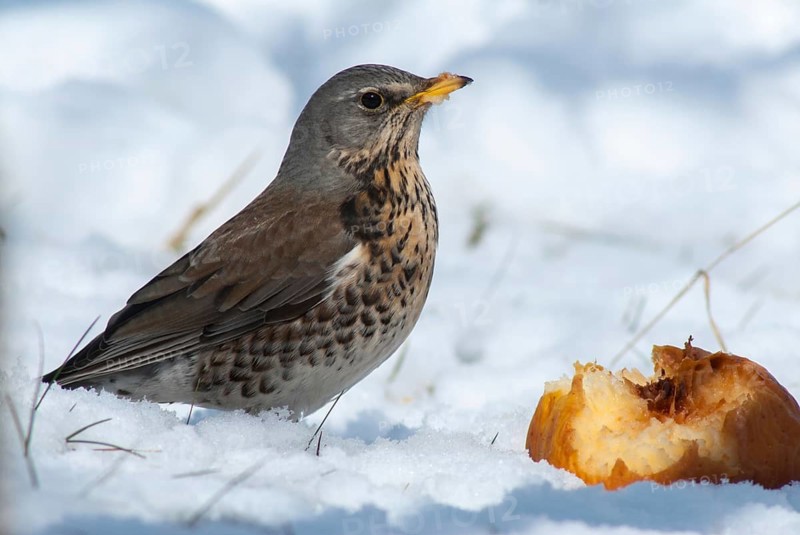 Fieldfares, Turdus pilaris, juniper thrush, birds, thrush, passeri, songbirds, thrush, birds, winter