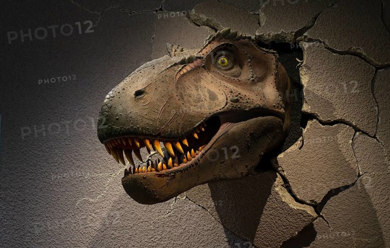 Interior view, exhibit skull of a Tyrannosaurus rex T-rex, dinosaur, carnivore, breaks through a wall, Natural History Museum Stuttgart, Museum am Löwentor, Stuttgart, Baden-Württemberg, Germany