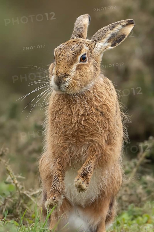 European brown hare (Lepus europaeus) adult animal stretching in grassland, England, United Kingdom