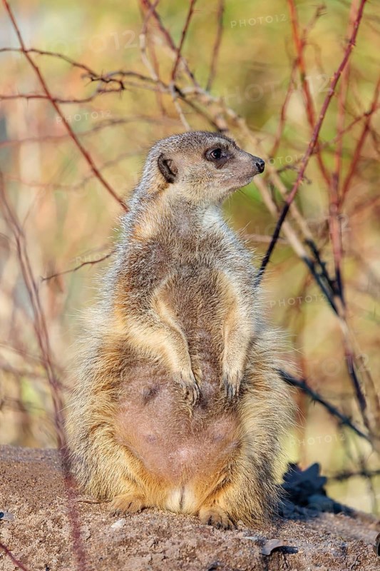 A suricate (Suricata suricatta) sits alertly in the beautiful light, observing its surroundings. Angola, Botswana, Namibia, South Africa