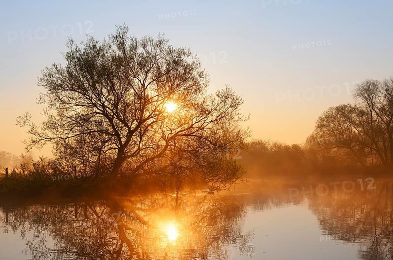 White willow (Salix alba) on the River Lippe at sunrise, North Rhine-Westphalia, Germany