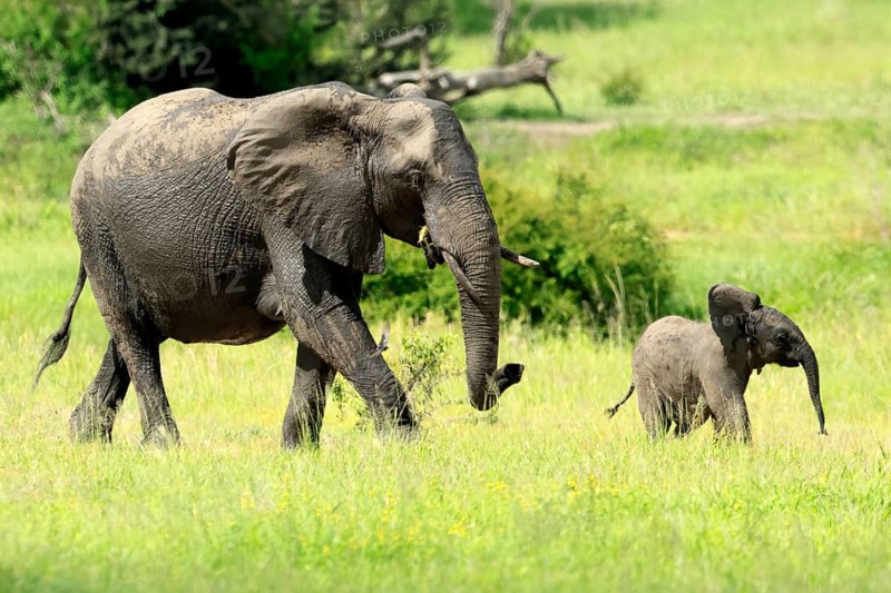 African elephant (Loxodonta africana), adult, female, calf, foraging, running, social behaviour, Kruger National Park, Kruger National Park, South Africa
