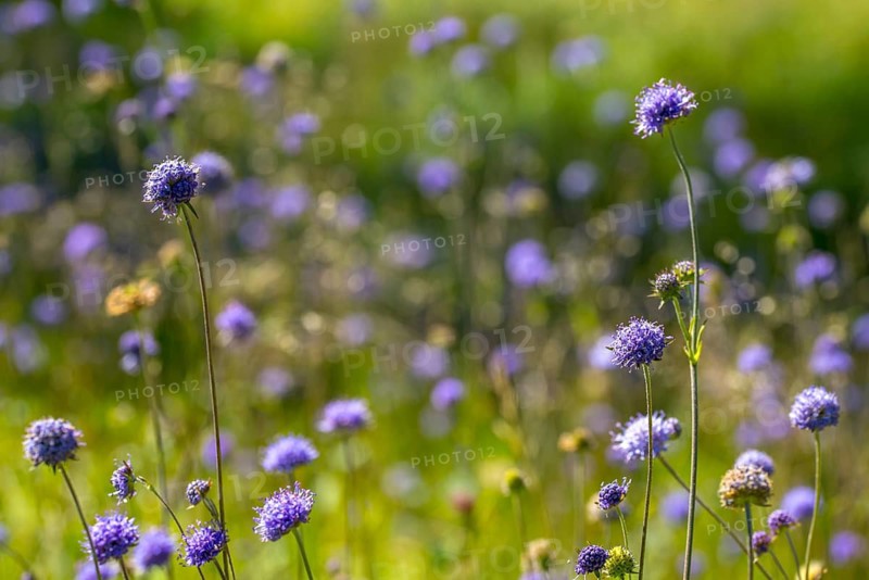 Devil's-bit, Devil's-bit scabious, dipsacaceae, common devil bite, cardenaceae, scabiosa succisa, succisa pratensis, devil bite, flora, plants, plants