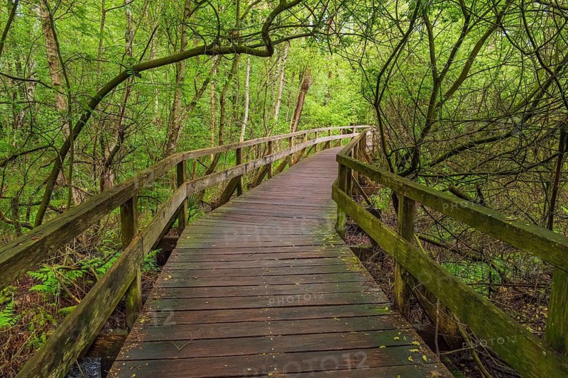 Moor bridge, Steinhuder Meer, Mardorf, Neustadt am Rübenberge, Hanover region, Lower Saxony