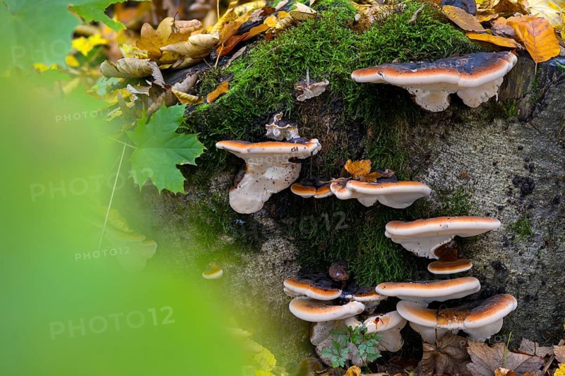 Boletus resinosus, ischnoderma resinosum, lasiochlaena anisea, hardwood resin porling, benzoin bracket, fungi, fungus, late fall polypore, mushrooms, resinous polypore