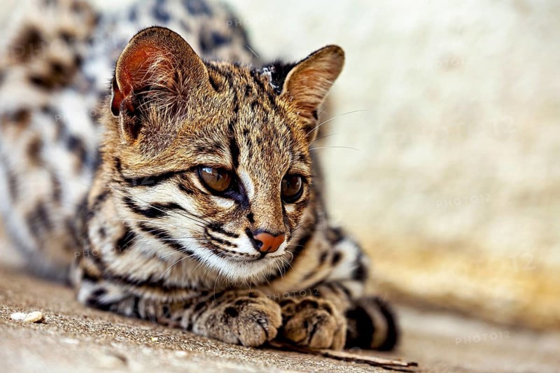 A cat lies comfortably on the ground with a calm expression on its face, a tiger cat in an enclosure in Petrolina, Brazil (Leopardus tigrinus)