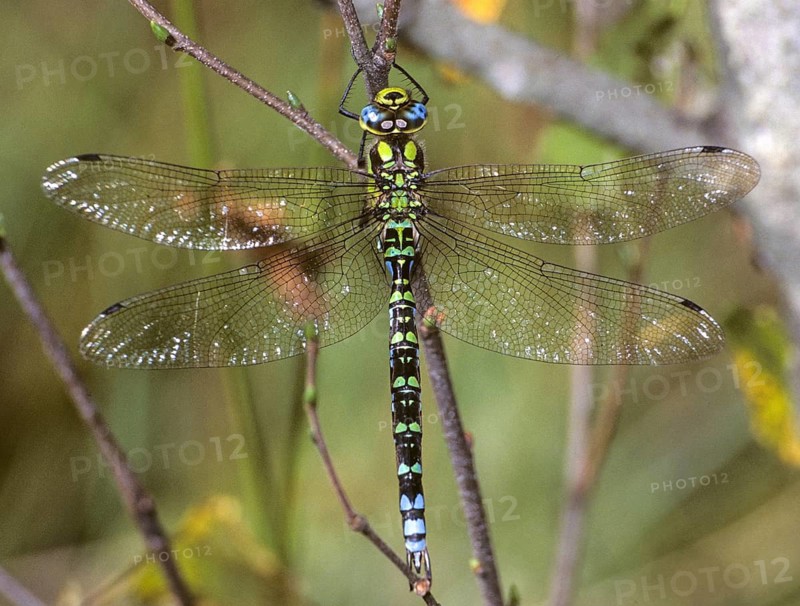 Aeshna cyanea, blue-green mosaic maiden, southern hawker, anisoptera, damselflies, dragonflies, insects, leo, dragonflies, male, odonata