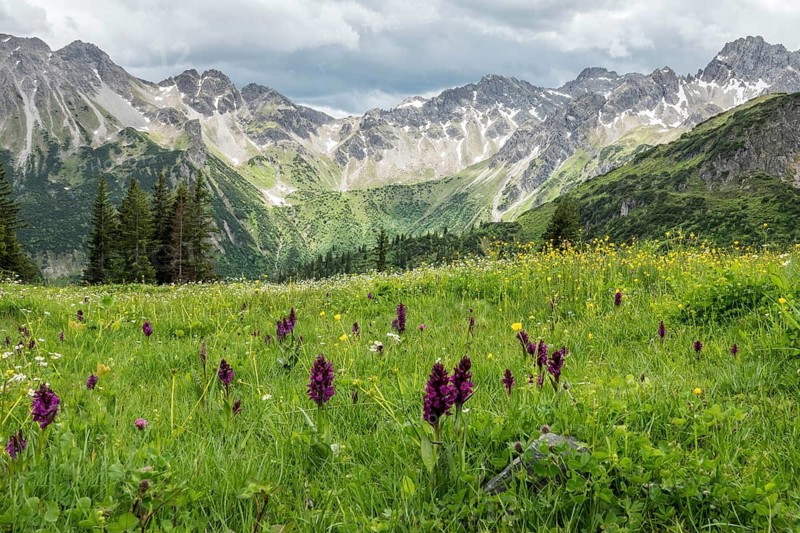Meadow with Dactylorhiza cruenta, on the Fellhorn, with the mountains of the Allgäu Alps in the background, Oberstdorf, Oberallgäu, Allgäu, Bavaria, Germany
