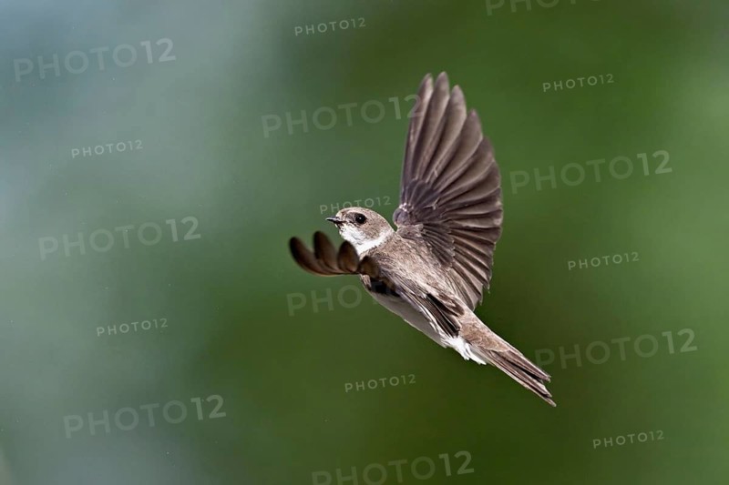 Sand martin (Riparia riparia), in flight, Reussegg nature reserve, Canton Aargau, Switzerland