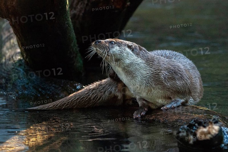 Carnivora, Eurasian otters, Lutra Lutra, predators, mammals, martens, raptors, mammals