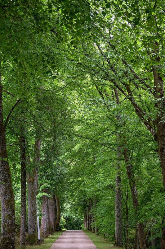 Linden Avenue (Tilia), Upper Franconia, Bavaria, Germany