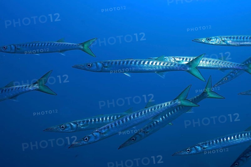 Several barracudas (Sphyraena sphyraena) swimming in the blue water, dive site: Giens Peninsula, Hyères, Porquerolles, Provence, Côte d'Azur, Mediterranean Sea, France