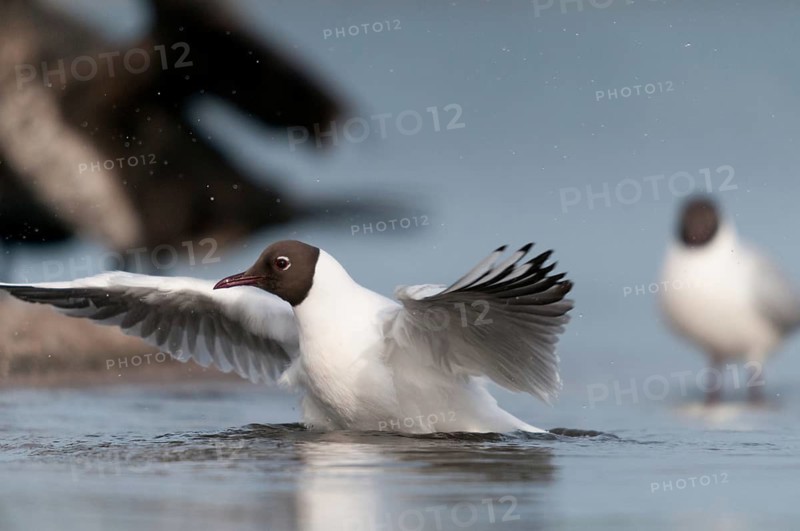 Black-headed gull, chroicocephalus ridibundus, black-headed gull, larus ridibundus, adult, birds, charadriiformes, adult, flying, flight, sexual maturity, gulls, limbols, seagulls, birds
