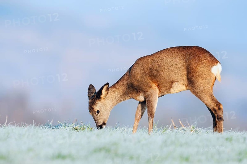 European roe deer (Capreolus capreolus), doe standing in a meadow with hoarfrost and eating, Lower Saxony, Germany