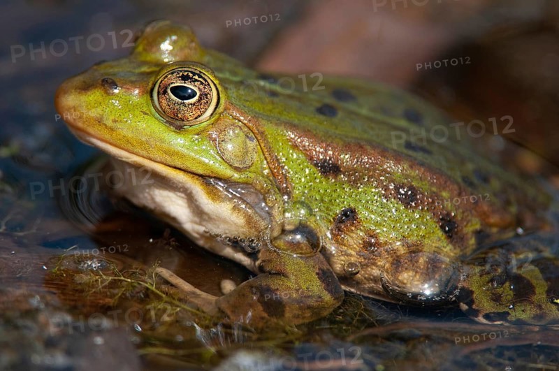 Green frog, pelophylax spec., rana spec., water frog, amphibians, amphibians, frog, frog, frogs, amphibians