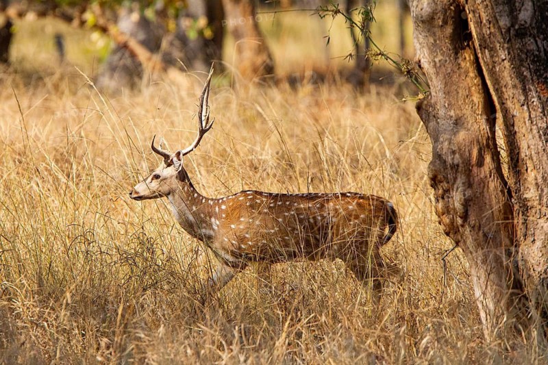 Axis deer (Axis axis) India