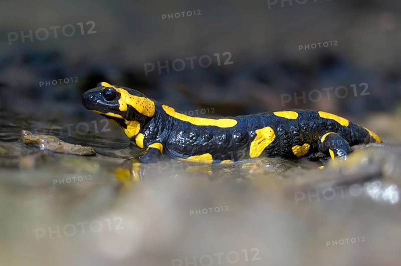 Fire salamanders, fire salamanders, salamandra salamandra, amphibians, amphibians, caudata, amphibians, tail amphibians