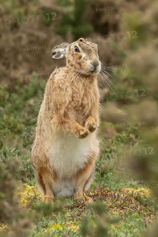 European brown hare (Lepus europaeus) adult animal stretching in grassland, England, United Kingdom
