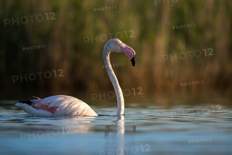 Afro-Asian Greater Flamingo, Eurasian Flamingo, European Flamingo, Granelli, Greater Flamingo, Italy, Pantano Cuba Lagoon, Pantani Cuba and Longarini, Phoenicopterus Roseus, Rosy Flamingo, Migratory Bird Sanctuary Pantani Cuba & Longarini, Birds, Ciconiiformes, Flamingo, Italy, Walking Birds, Sicily, Foundation per species diversity, stork birds, birds
