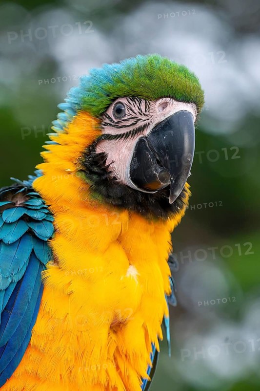 Young Yellow-breasted Macaw (Ara ararauna) in Jomtien, Thailand
