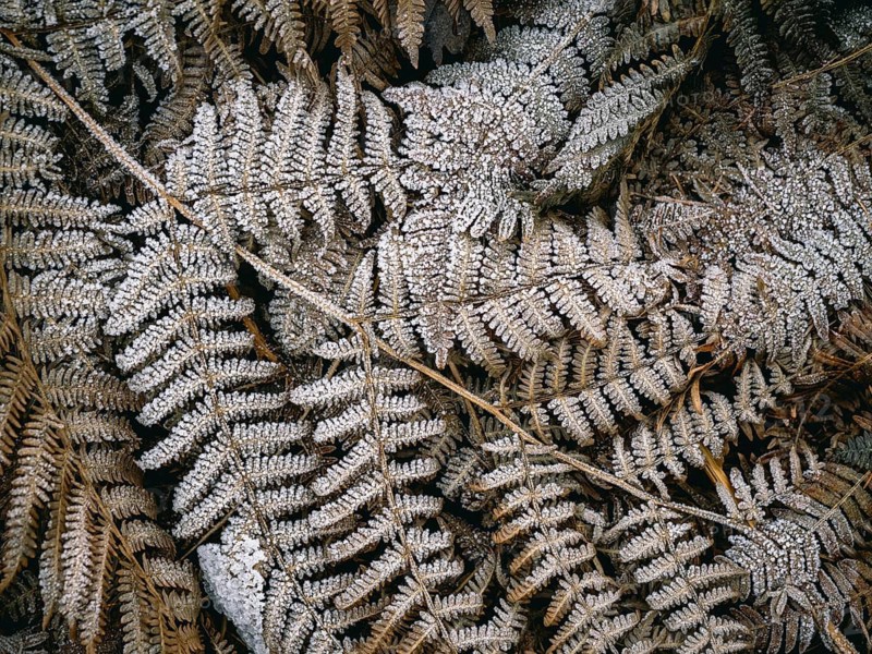 Fern leaves covered with hoarfrost, Sauerland, North Rhine-Westphalia, Germany