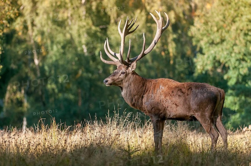 Artiodactyla, Cervus Elaphus, even-toed ungulate, cloven-hoofed, red deer, red deer, deer, mammals, mammals