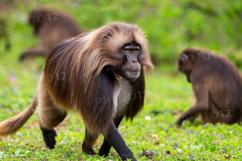 Gelada (Theropithecus gelada) male walking over a meadow, captive, distribution africa