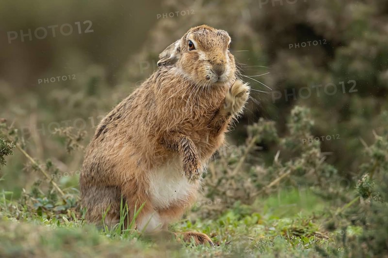European brown hare (Lepus europaeus) adult animal shaking in grassland, England, United Kingdom