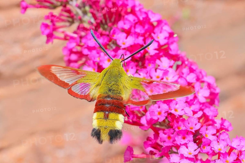 Bumblebee hawk-moth (Hemaris fuciformes), in flight, the bumblebee hawk-moth feeds on nectar from butterfly bush (Buddleja davidii), Siegerland, North Rhine-Westphalia, Germany