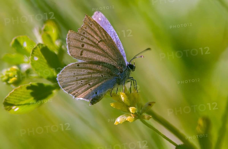 Cyaniris semiargus, mazarine blue, polyommatus semiargus, red clover blue, purple forest blue, butterfly, insects, butterflies, butterflies