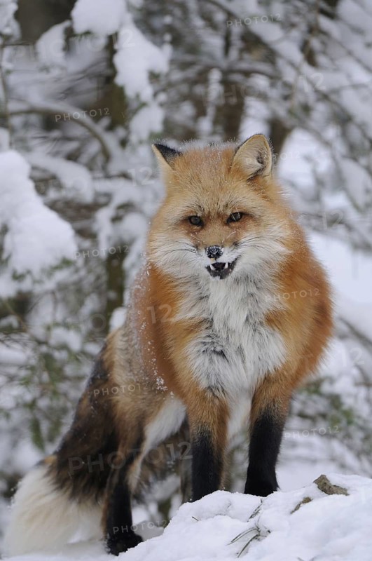 Red fox in the snow