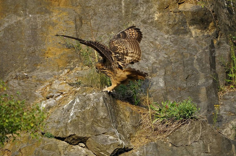 Eurasian Eagle-owl, bubo bubo, quarry in Sauerland, 16.07.2009