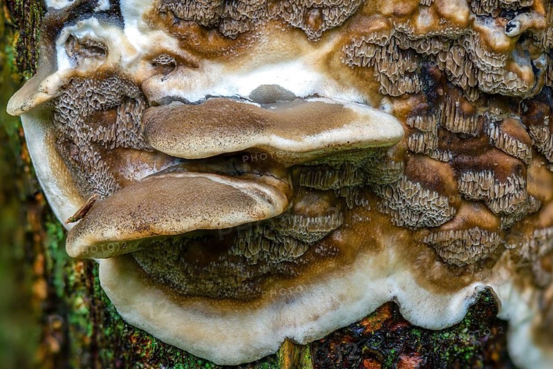 Burnt smoke porling, Bjerkandera adusta, Gloeoporus adustus, Leptoporus adustus, Polyporus crispus, smoky gray porling, fungi, fungi, smoky bracket, smoky polypore