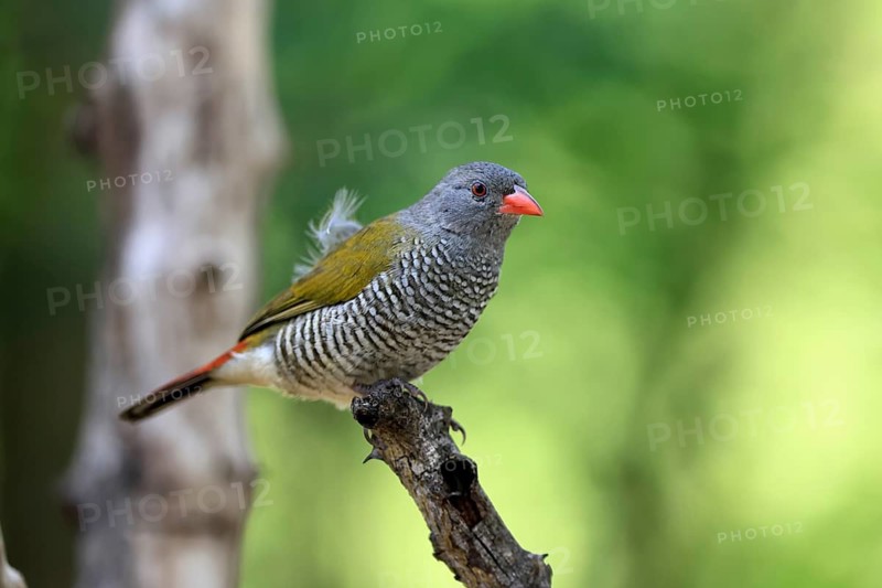 Melba's Bunting (Pytilia melba), adult, female, perched, alert, Kruger National Park, South Africa