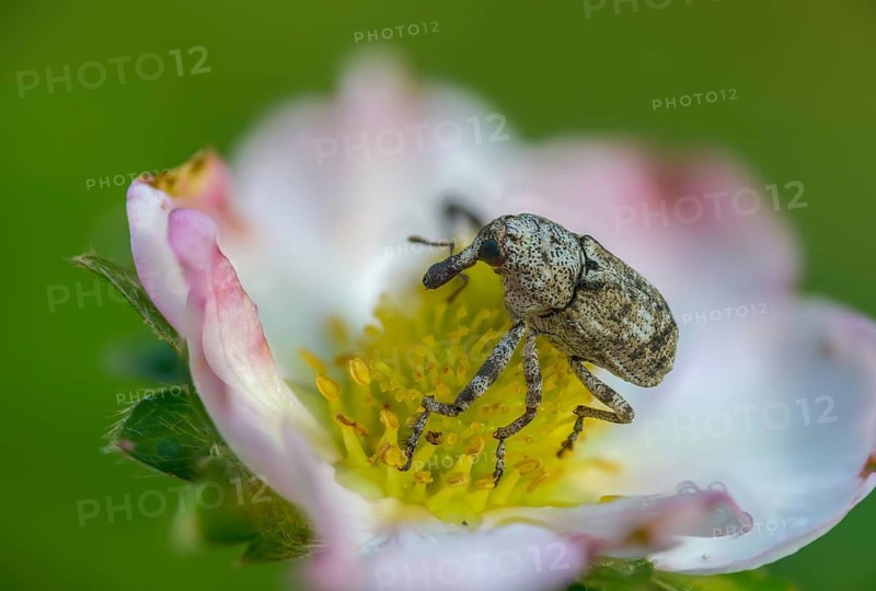 Gasterocercus depressirostris, oak bark weevil, flat nose weevil, beetle, coleoptera, insects, beetles