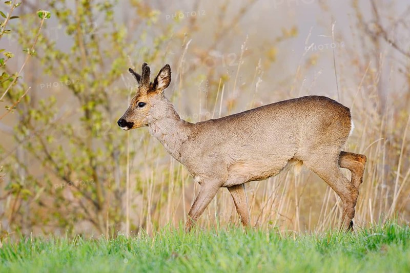 European roe deer (Capreolus capreolus), a roebuck with velvet antlers in spring, North Rhine-Westphalia, Germany