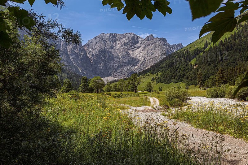 Large maple soil in the Karwendel nature park Park in Rißtal, Hinterriß, Tyrol, Austria