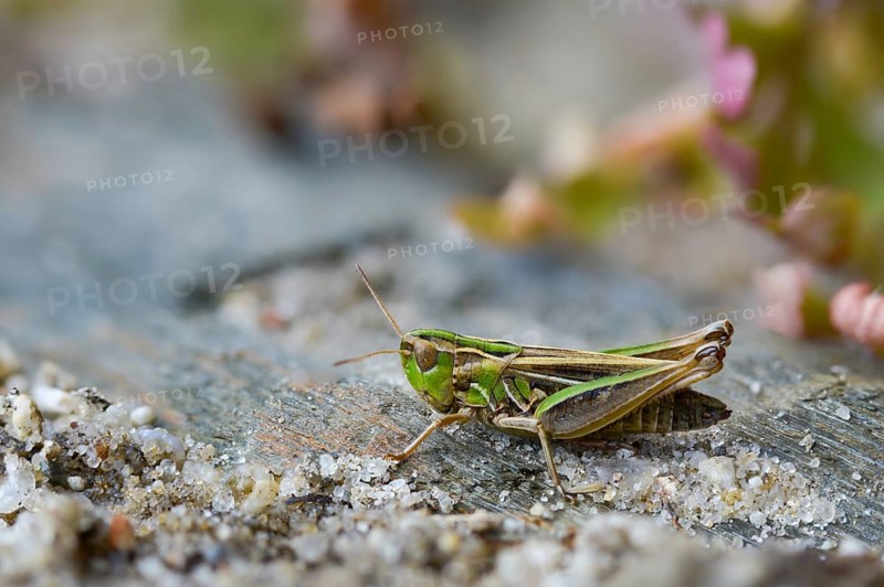 Acrididae, Caelifera, field locust, gomphocerinae, heather grasshopper, short feeler, stenobothrus stigmaticus, female, grasshopper, grasshopper, grasshopper, insects, lesser mottled grasshopper, female