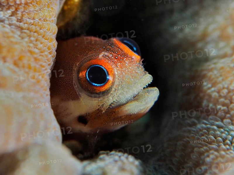 Orange-coloured blenny, Rivasi's blenny (Acanthemblemaria rivasi) with large eyes, hiding amongst the coral, Coral Garden dive site, Puerto Viejo de Talamanca, Limón, Costa Rica, Caribbean, Atlantic Ocean