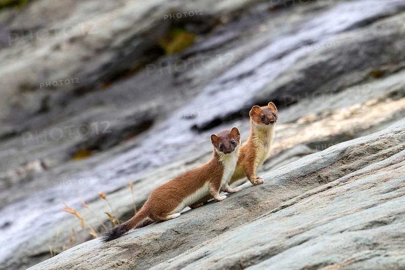 Animals, mammals, stoat, two stoats (Mustela erminea), South Tyrol, Italy, South Tyrol, Alps, Italy