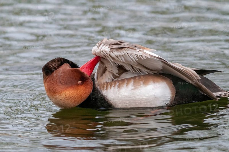 Common duck, netta rufina, red-crested pochard, anatidae, birds, ducks, ducks, ducks, male, birds, waterbirds, waterbirds