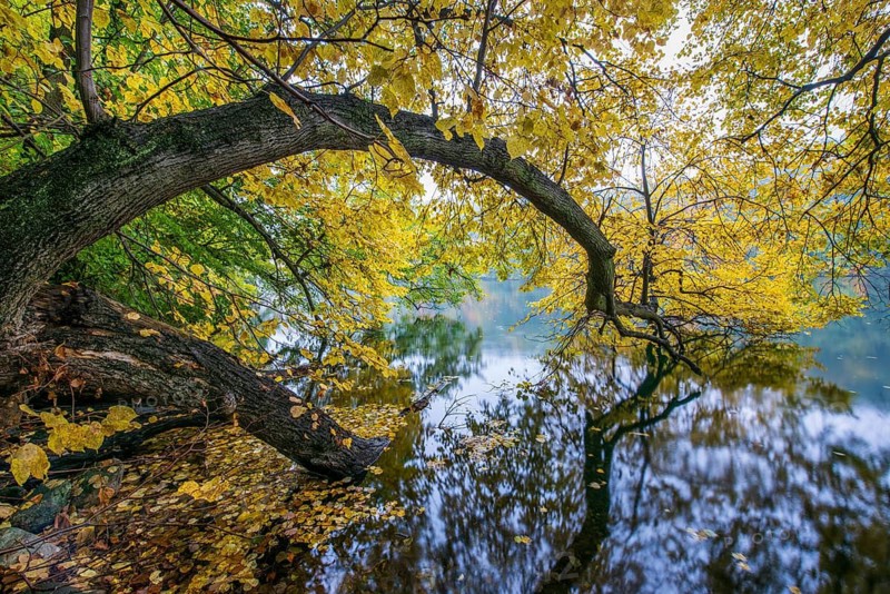 Autumn on the banks of Schmale Luzin, lake in Mecklenburg-Western Pomerania, Feldberg Lake District, Mecklenburg-Western Pomerania, Germany