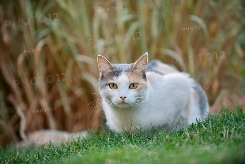 Domestic cat, tortoiseshell cat lying in a meadow, North Rhine-Westphalia, Germany