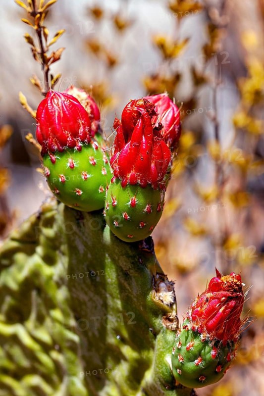 Close-up of a green cactus with several red buds in its natural habitat: the true prickly pear in the Caatinga, Brazil (Opuntia ficus-indica)