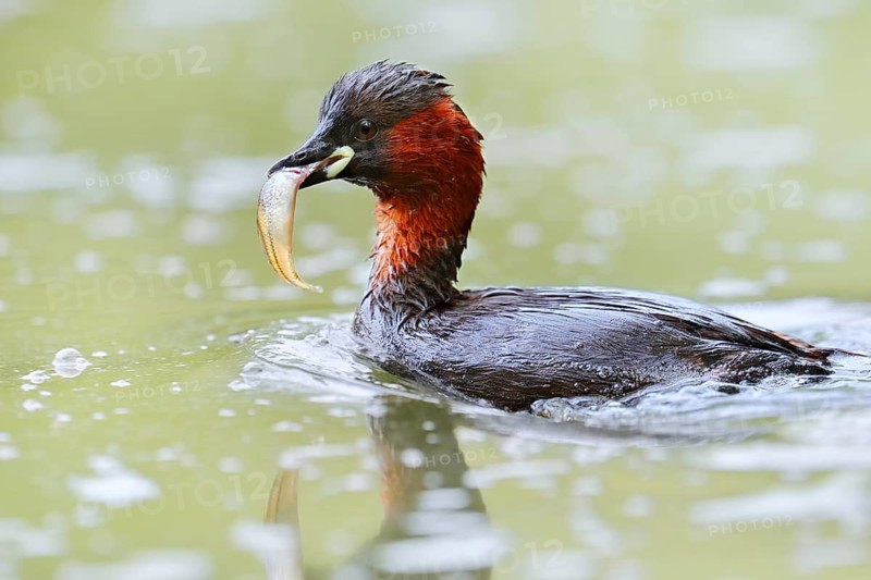 Little grebe (Tachybaptus ruficollis) with fish in its beak, North Rhine-Westphalia, Germany