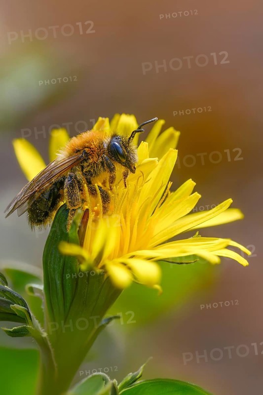Andrena bicolor, Andrena Gwynan, Gwynne's mining bee, hymenoptera, sand bee, bicolor sand bee, female, high size, portrait format, insects, female