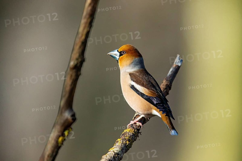 Hawfinch (Coccothraustes coccothraustes) Germany