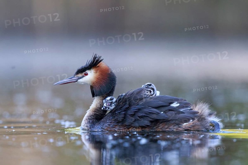 Great Crested Grebe (Podiceps cristatus) with chicks, North Rhine-Westphalia, Germany